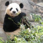 panda updates